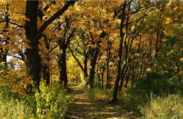 Trail Through the Oaks, Capital Springs State Recreation Area - Madison, WI