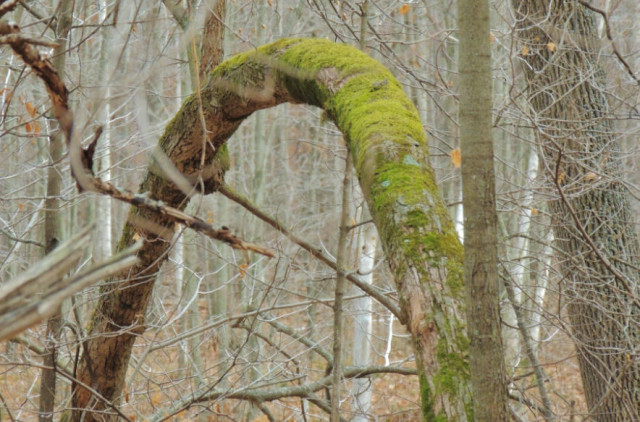 Moss Covered Tree, Chippewa County Forest - Chippewa County, Wisconsin