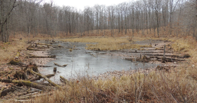 Frozen Wetland, Chippewa County Forest - Chippewa County, WI