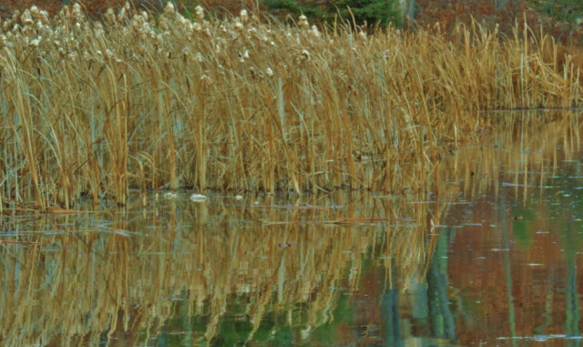 Cattails at Riley Lake, Chippewa County Forest - New Auburn, WI