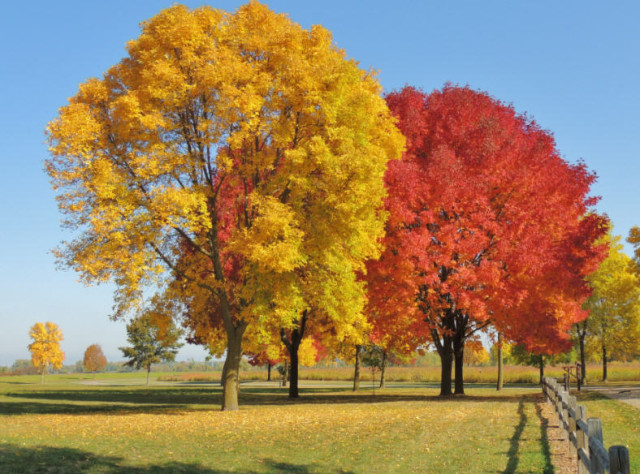 Fall Colors, Capital Springs State Recreation Area - Madison, WI