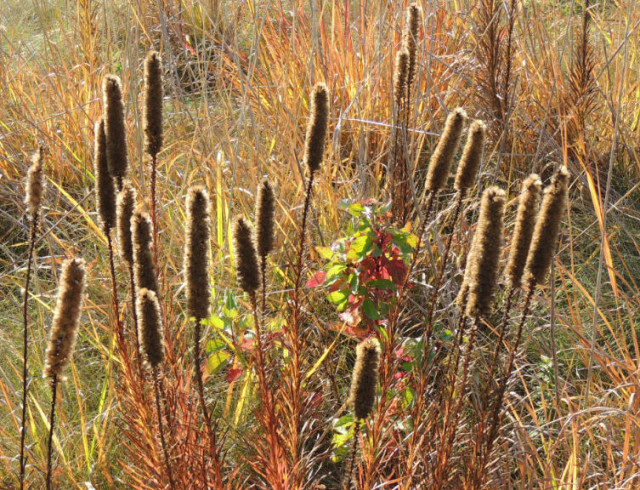 Dry Wildflowers in the Capital Springs State Recreation Area - Madison, WI