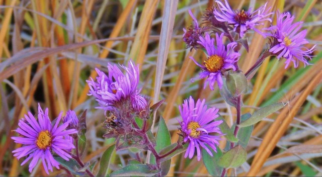 Late Fall Wildflowers, Capital Springs State Recreation Area - Madison, WI