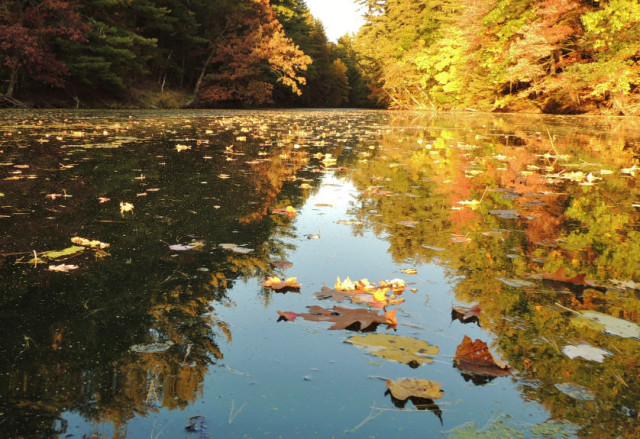 Floating Leaves on Mirror Lake, Mirror Lake State Park - Lake Delton, WI