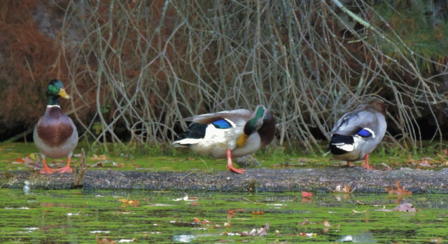 Mallard Ducks on Log, Mirror Lake State Park - Lake Delton, Wisconsin