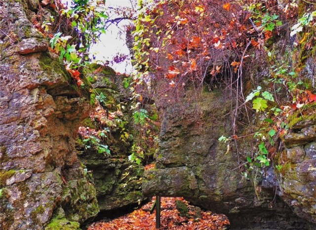 Vines, Ledge County Park