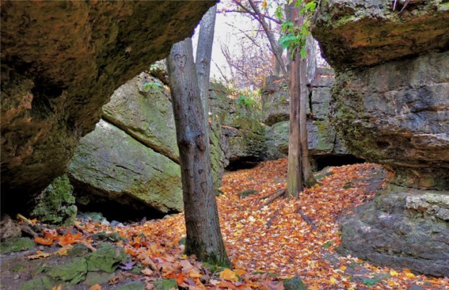 Tree Trunks, Ledge County Park