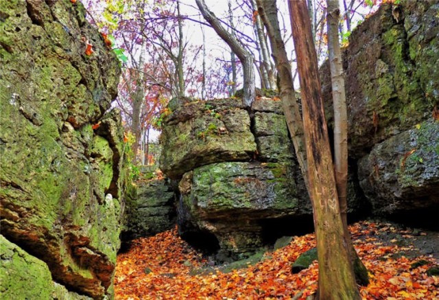 Tree Trunk, Ledge County Park