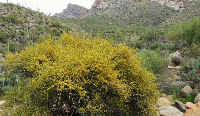 Bush, Linda Vista Trail