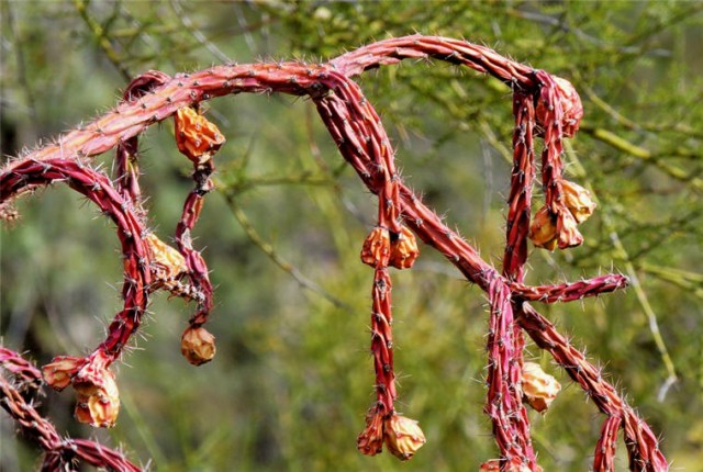 Staghorn Cholla, Linda Vista Trail