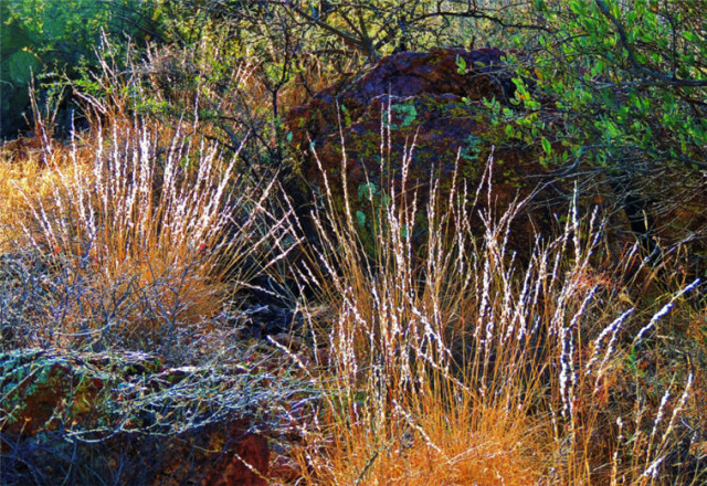 Grasses, Tucson Mountain Park