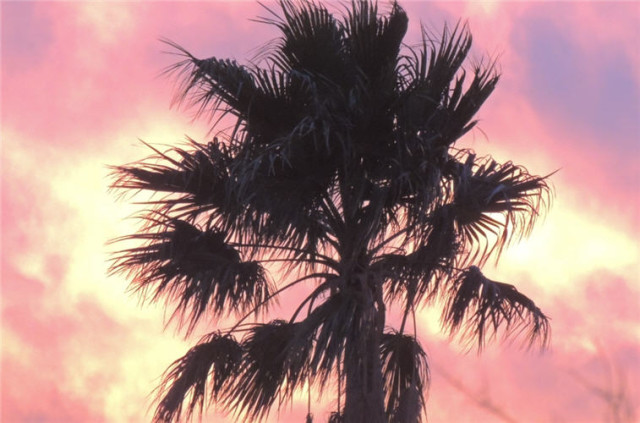 Twilight Palm, Tucson