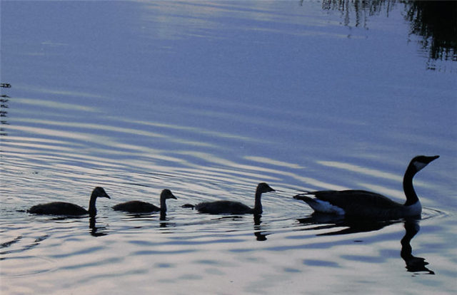 Geese, Dane County