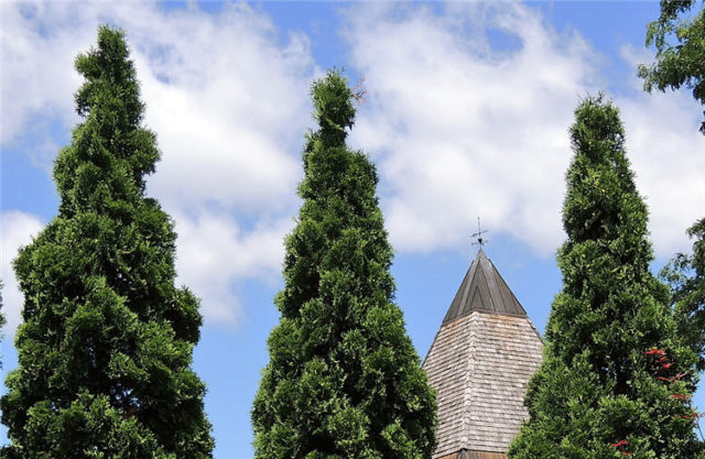 Tree Tops, Olbrich Gardens