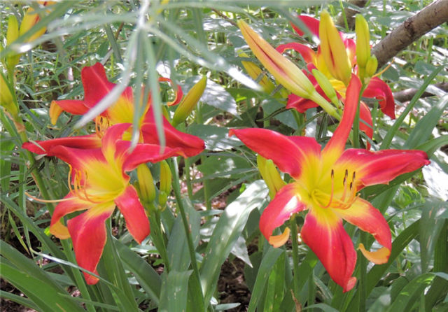 Day Lilies, Olbrich Gardens