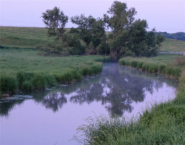 Wetland Tree, Dane County