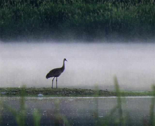 Sand Hill Crane, Dane County