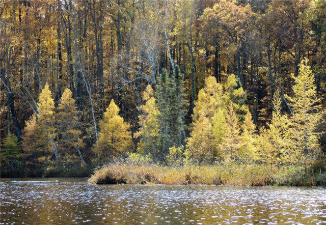 Tamaracks, henneman-lake