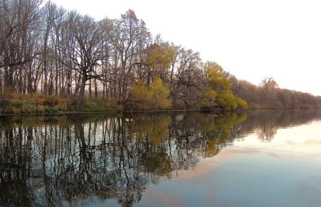 Trees, lake-waubesa