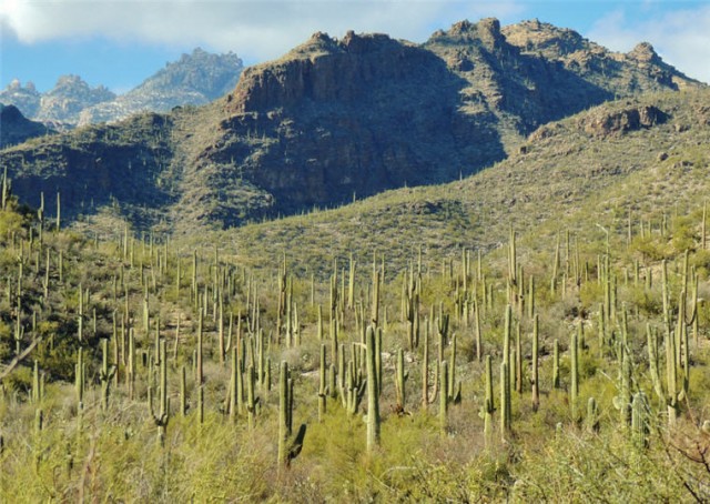 My Wisconsin Space » Saguaro Cactus in Sabino Canyon Recreation Area ...